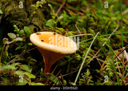 Cantharellus cibarius, communément connue sous le nom de chanterelle chanterelle ou girolle, Golden, est un champignon. Banque D'Images