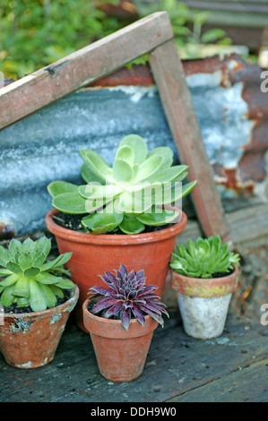 Diverses petites plantes succulentes dans des pots en céramique rustique contre un morceau de vieille tôle ondulée dans un jardin. Banque D'Images