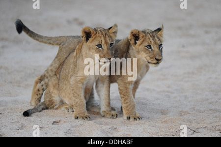 Deux lions cub debout dans un fleuve de sable Banque D'Images