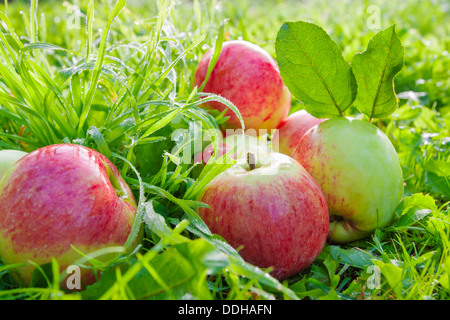 Rouge mûre pommes juteuses se situent sur une herbe verte Banque D'Images