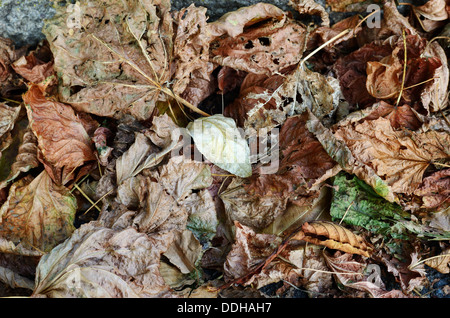 Close up d'un groupe les feuilles d'automne Banque D'Images