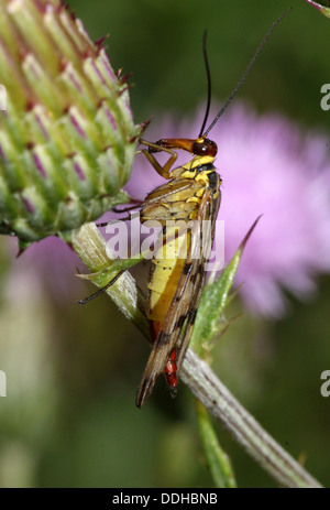 Close-up of scorpionfly Panorpa communis commun () Banque D'Images