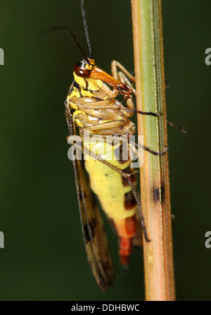 Close-up of scorpionfly Panorpa communis commun () Banque D'Images