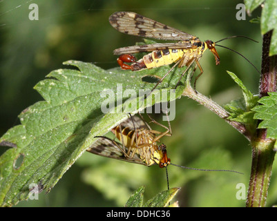 Close-up of a male et femelle ( Panorpa communis commun scorpionfly) sur les côtés opposés d'une feuille et en face de l'autre Banque D'Images