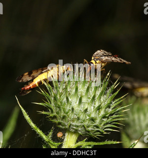 Close-up de deux scorpionflies ( Panorpa communis commun) sur une cardère sauvage Banque D'Images