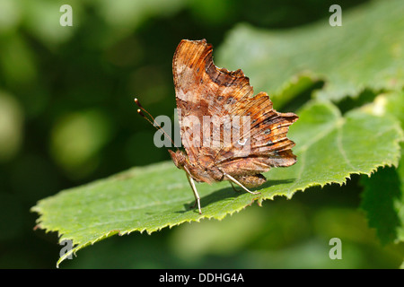 Comma butterfly (Polygonia c-album, Syn : Nymphalis c-album) perché sur une feuille Banque D'Images