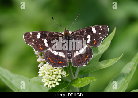 Papillon Araschnia levana (carte), génération d'été, perché sur une fleur d'agrimony Banque D'Images