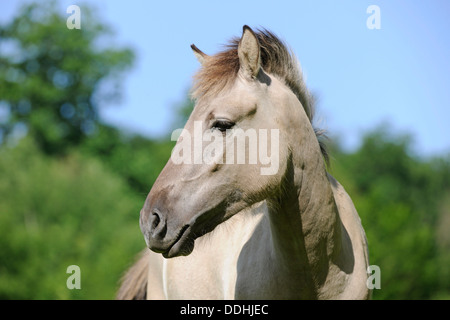 Tarpan eurasiennes ou cheval sauvage (Equus ferus gmelini, Equus gmelini), reproduction en captivité, portrait, projet Banque D'Images