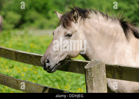 Tarpan eurasiennes ou cheval sauvage (Equus ferus gmelini, Equus gmelini), reproduction en captivité, portrait, projet Banque D'Images