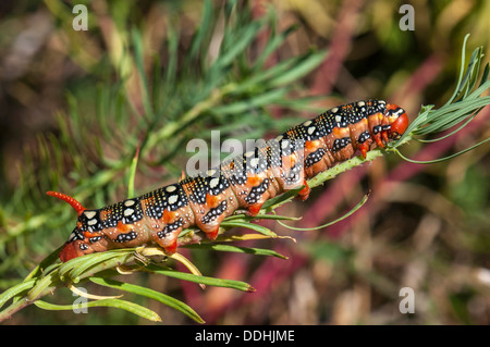 Spurge Hawk-moth (Hyles euphorbiae), Caterpillar se nourrissant de sa plante hôte, une euphorbe cyprès (Euphorbia cyparissias) Banque D'Images