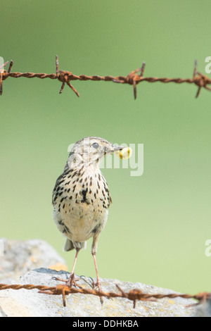 Un pré Sprague (Anthus pratensis) avec une chenille dans son bec sur le haut d'un mur en pierre calcaire et de barbelés dans le Peak District Banque D'Images