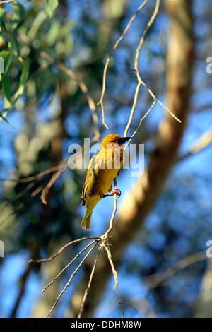 Un homme Cape Weaver (Ploceus capensis) dans le Parc National de la côte ouest à Langebaan, province de l'Ouest, Afrique du Sud. Banque D'Images