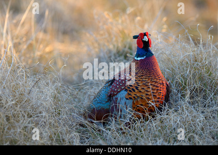 Le faisan commun (Phasianus colchicus) Banque D'Images