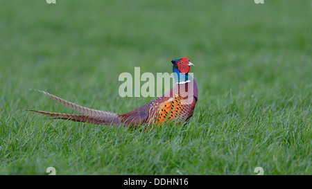 Le faisan commun (Phasianus colchicus) Banque D'Images