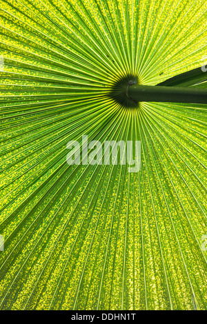 Chinese Palmier Chanvre (Trachycarpus fortunei), leaf Banque D'Images