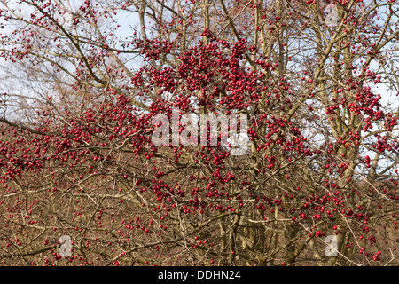 L'aubépine (Crataegus monogyna) aux fruits rouges Banque D'Images