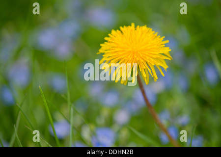 Le pissenlit (Taraxacum officinale), fleur Banque D'Images