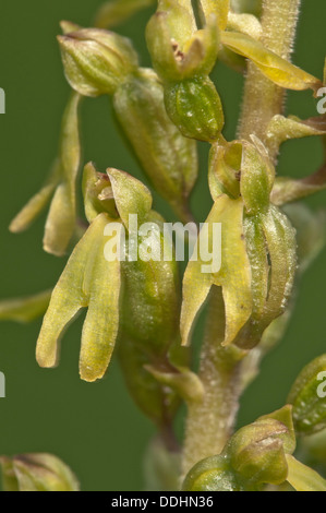 Listère Listera ovata (commune), inflorescence Banque D'Images