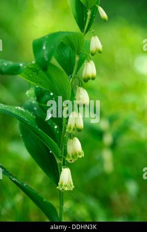 Le sceau de Salomon, David's Harp ou bain-de-ciel (Polygonatum multiflorum) avec des gouttes de pluie Banque D'Images