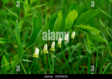 Le sceau de Salomon angulaire ou le sceau de Salomon parfumés (Polygonatum odoratum) avec des gouttes de pluie Banque D'Images