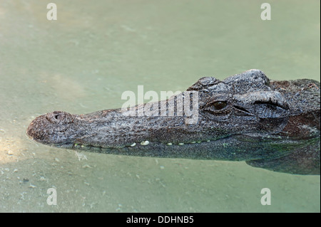 Crocodile (Crocodylus siamensis siamois), portrait, captive Banque D'Images