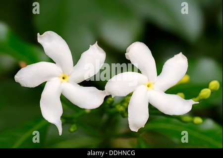 Tabernaemontana divaricata Jasmine (Crape), fleurs Banque D'Images