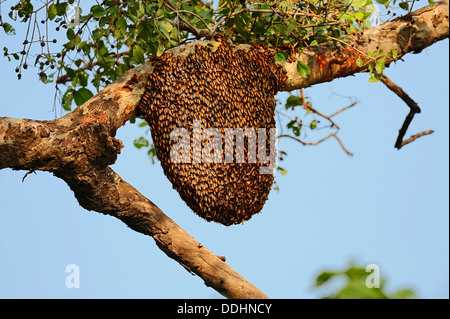 Nid d'abeilles de l'Abeille Géante (Apis dorsata) dans un arbre Banque D'Images