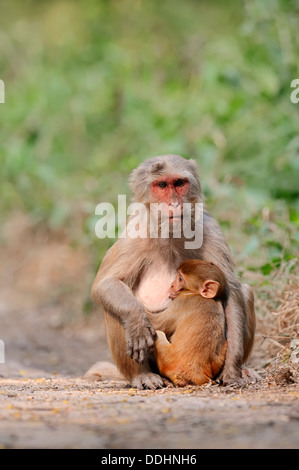 Macaque rhésus ou singe Rhésus (Macaca mulatta), femme allaitant un nourrisson Banque D'Images