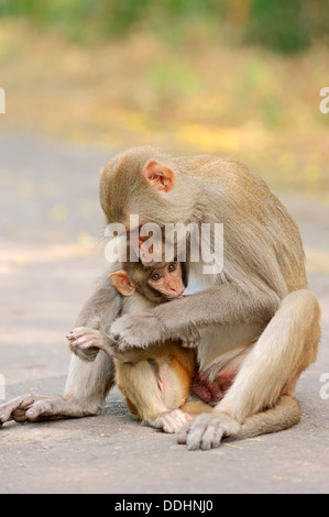 Macaque rhésus ou singe Rhésus (Macaca mulatta), femme allaitant un nourrisson Banque D'Images