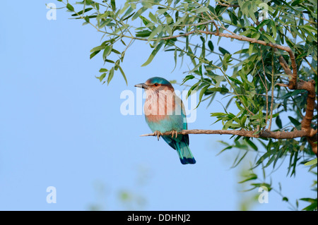 Rouleau d'Indiens ou le Geai bleu (Coracias benghalensis) Banque D'Images