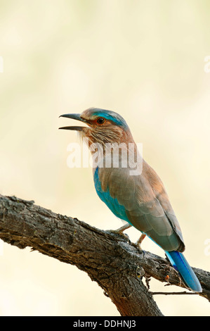 Rouleau d'Indiens ou le Geai bleu (Coracias benghalensis) Banque D'Images