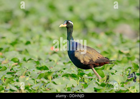 Bronze-winged Jacana (Metopidius indicus) Banque D'Images