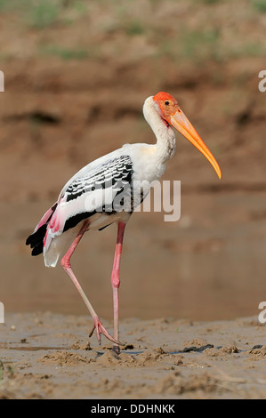 Cigogne peinte (Ibis leucocephalus, Mycteria leucocephala) Banque D'Images