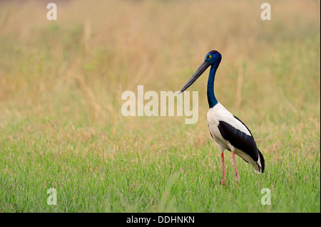 Black-necked Stork (Ephippiorhynchus asiaticus, Xenorhynchus asiaticus), Femme Banque D'Images