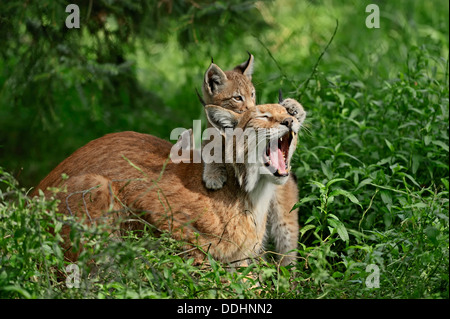 Les lynx, Lynx Boréal ou le lynx (Lynx lynx), Femme avec chaton, captive Banque D'Images