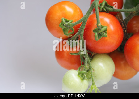 Bouquet de tomates-cerises Banque D'Images