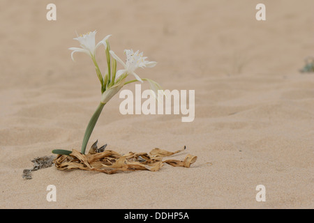 Pancratium maritimum (la jonquille de mer), la floraison dans le sable Banque D'Images