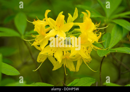 Azalea Azalea Chèvrefeuille jaune ou jaune (Rhododendron, Azalea pontica), la floraison, la plante de jardin, originaire d'Europe de l'Est Banque D'Images