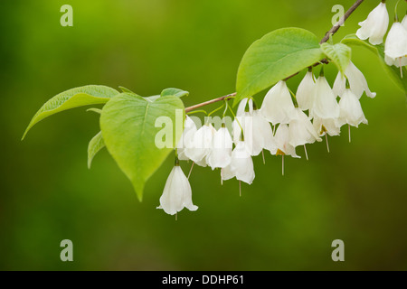 Mountain Silverbell Halesia monticola var (Caroline), fleurs et feuilles, plante ornementale, originaire de l'est Amérique du Nord Banque D'Images