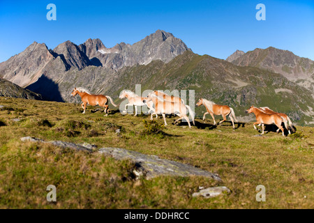 Troupeau de chevaux Haflinger trotting en face de la montagne sur un alpage Banque D'Images