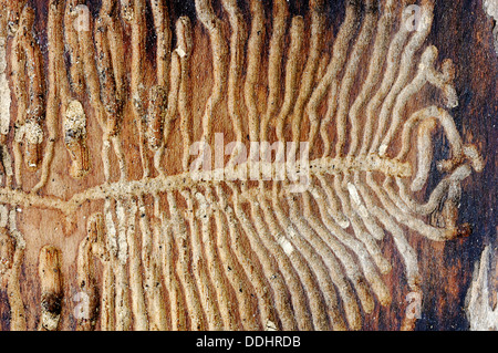 De l'Épinette européenne (Ips typographus), passages forés dans un tronc d'arbre Banque D'Images