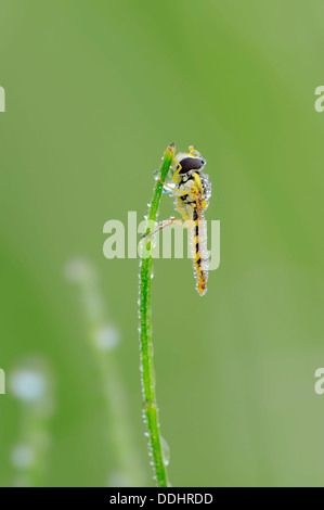 Hoverfly (Sphaerophoria scripta long) sur un brin d'herbe avec la rosée du matin Banque D'Images