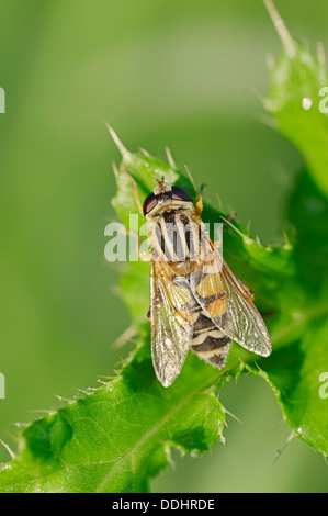 Helophilus pendulus Hoverfly (commune) Banque D'Images