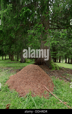 Les fourmilières de la fourmi rouge (Formica rufa) dans une forêt Banque D'Images