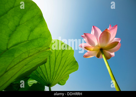 Fleur de Lotus et feuilles (Nelumbo nucifera) Banque D'Images