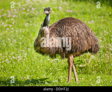 L'UEM (Dromaius novaehollandiae) dans un pré, captive, originaire de l'Australie Banque D'Images