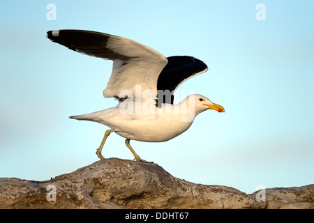 Kelp Gull (Larus dominicanus vetula) Banque D'Images