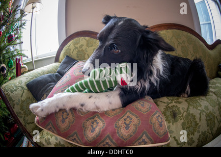 Border Collie jouant avec nouveau jouet le matin de Noël Banque D'Images