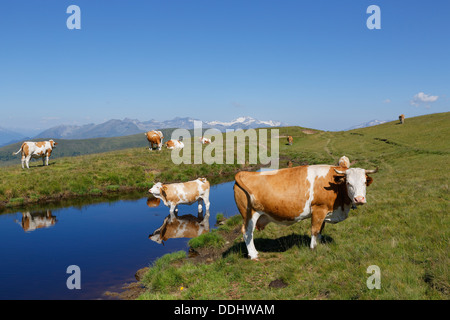 Les vaches sur l'alpage Alpe Millstaetter, montagnes de Hohe Tauern dans le dos Banque D'Images