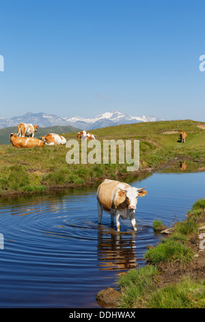 Les vaches sur l'alpage Alpe Millstaetter, montagnes de Hohe Tauern dans le dos Banque D'Images